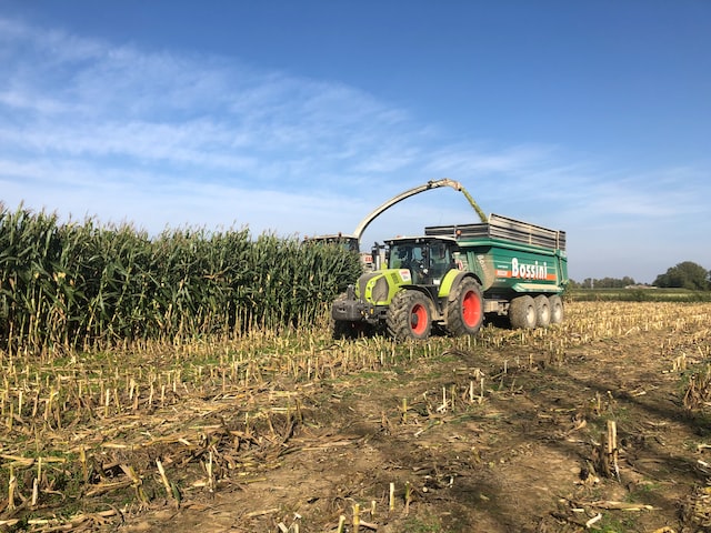 corn-silage