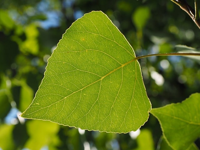 populus